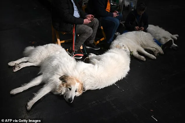Crufts 2023: 18,600 Dogs Compete in Dramatic Show of Glamour and Tradition