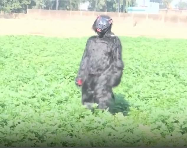Desperate Farmers in India Use Bear Costumes to Deter Monkeys Raiding Crops