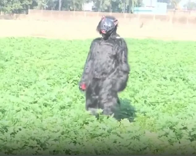 Desperate Farmers in India Use Bear Costumes to Deter Monkeys Raiding Crops