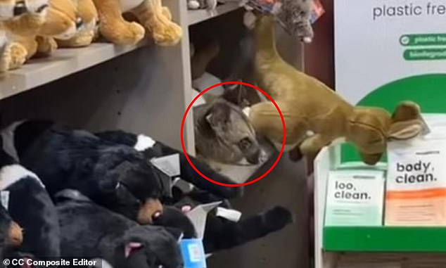 MailOnline Launches Real-Time Facebook Comment Sync