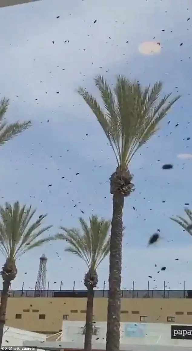 Bees Swarm Israel; Residents Warned to Shutter Windows