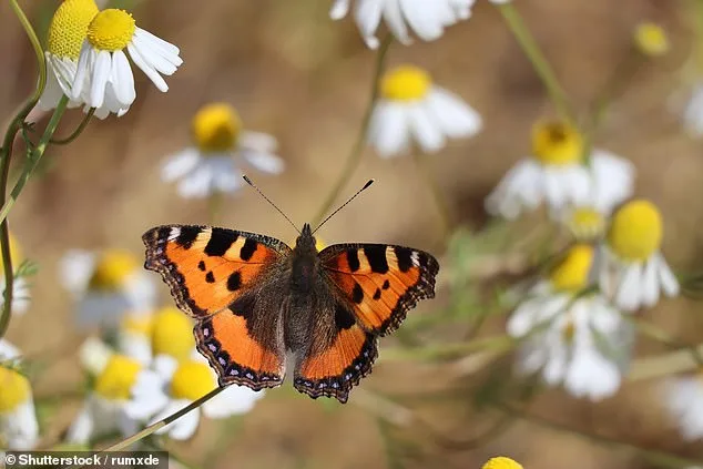 British Butterfly Crisis: Populations Plunge by 90% in 50 Years