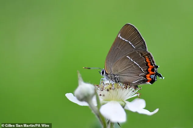 British Butterfly Crisis: Populations Plunge by 90% in 50 Years