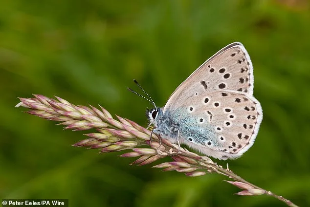 British Butterfly Crisis: Populations Plunge by 90% in 50 Years