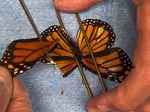 British Butterfly Crisis: Populations Plunge by 90% in 50 Years