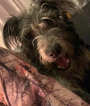 Essex Teenager Killed by Pet Dog: Reigniting Dog Breed Debate