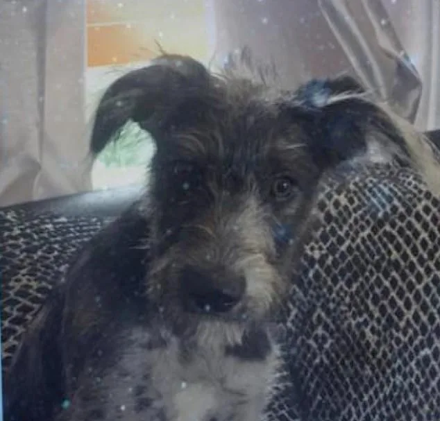 Essex Teenager Killed by Pet Dog: Reigniting Dog Breed Debate