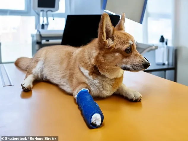 Pet Aggression: Uncovering the Hidden Dangers in Our Homes.