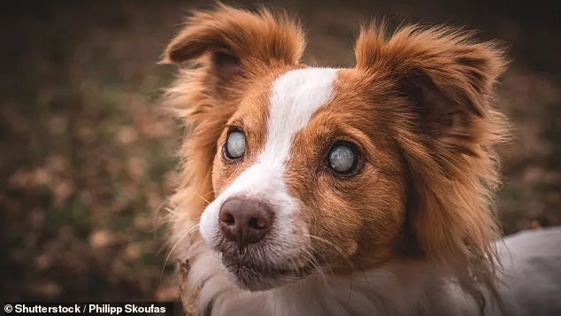 Pet Aggression: Uncovering the Hidden Dangers in Our Homes.