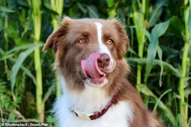 Pet Aggression: Uncovering the Hidden Dangers in Our Homes.