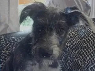 Pet Aggression: Uncovering the Hidden Dangers in Our Homes.