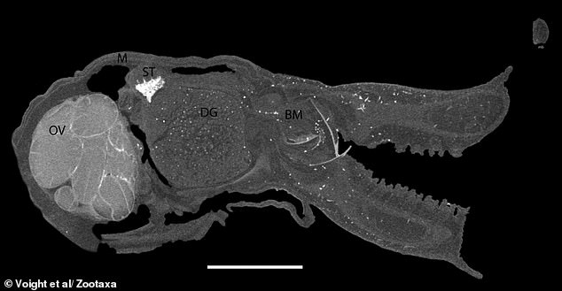 Scientists Discover Tiny Blue Octopus New Species in Galápagos Depths