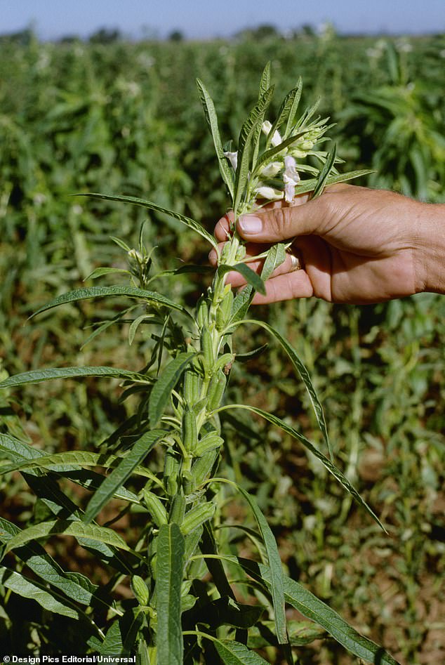 Experts Say Tahini Is A Nutrient-Dense Staple Worth Adding To Your Diet