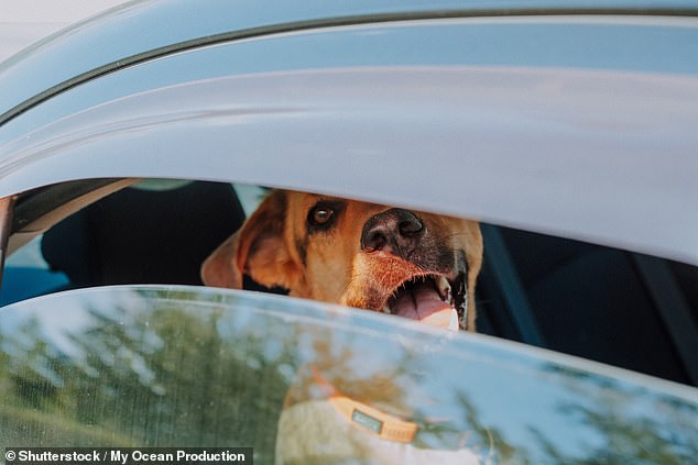 UK Pet Owners Warned of Fatal Heat Risks This Weekend