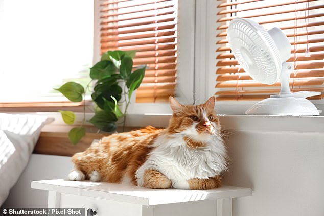 UK Pet Owners Warned of Fatal Heat Risks This Weekend