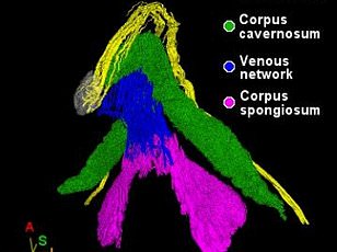 Emotional Connection, Not Physical Acrobatics, Drives Female Orgasm Intensity