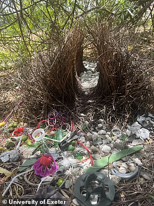 Australian Bowerbirds Adopting Plastic and Glass in Urban Courtship Displays