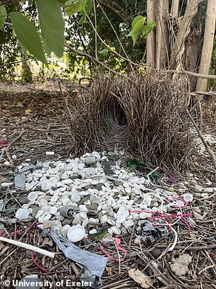 Australian Bowerbirds Adopting Plastic and Glass in Urban Courtship Displays