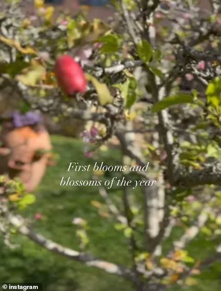 From Hollywood to the Royal Family: The Journey of Meghan Markle