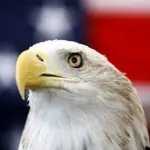 Incredible Video Capture Bald Eagles Tangled Up in Tree in Kodiak, Alaska