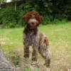 King Charles III Unveils Bespoke Tweed Jackets for Dogs, Merging Royal Tradition with Modern Pet Fashion