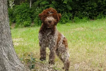 King Charles III Unveils Bespoke Tweed Jackets for Dogs, Merging Royal Tradition with Modern Pet Fashion