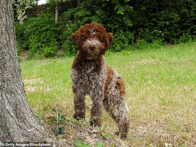 King Charles III Unveils Bespoke Tweed Jackets for Dogs, Merging Royal Tradition with Modern Pet Fashion