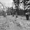 Late-Breaking: Nantucket Property Dispute Escalates as Neighbor Accused of Trespassing and Destroying 16 Decades-Old Trees