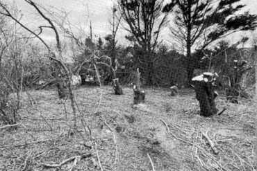Late-Breaking: Nantucket Property Dispute Escalates as Neighbor Accused of Trespassing and Destroying 16 Decades-Old Trees