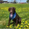 Maine's Service Animal Protocols Under Scrutiny After Tragic Death of Comfort Dog Baxter