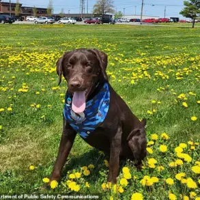 Maine's Service Animal Protocols Under Scrutiny After Tragic Death of Comfort Dog Baxter