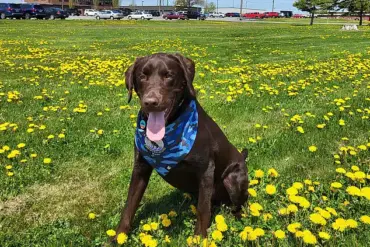 Maine's Service Animal Protocols Under Scrutiny After Tragic Death of Comfort Dog Baxter