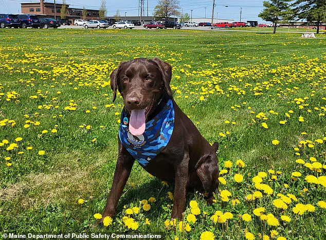 Maine's Service Animal Protocols Under Scrutiny After Tragic Death of Comfort Dog Baxter