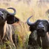 Asher Watkins Killed by 1.3-Ton Cape Buffalo in South Africa, Reigniting Debate on Trophy Hunting Risks