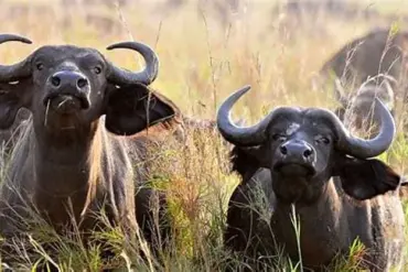 Asher Watkins Killed by 1.3-Ton Cape Buffalo in South Africa, Reigniting Debate on Trophy Hunting Risks
