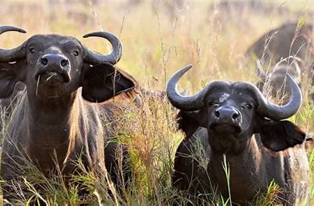 Asher Watkins Killed by 1.3-Ton Cape Buffalo in South Africa, Reigniting Debate on Trophy Hunting Risks