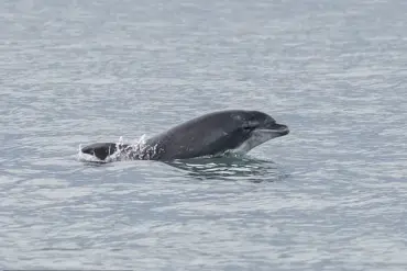 Urgent: Bottlenose Dolphin Reggie's Alarming Behavior in Lyme Regis Raises Safety Concerns