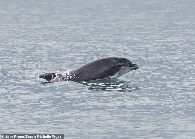 Urgent: Bottlenose Dolphin Reggie's Alarming Behavior in Lyme Regis Raises Safety Concerns