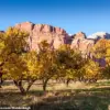 Capitol Reef National Park's Fruit Trees Fail to Bear Fruit, Disappointing Visitors and Raising Questions About Government Management
