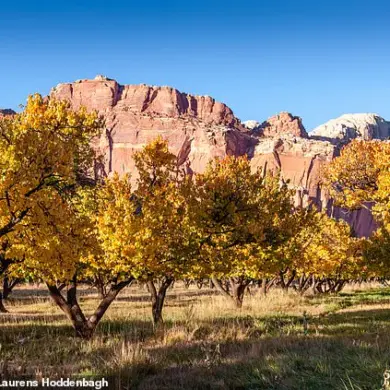 Capitol Reef National Park's Fruit Trees Fail to Bear Fruit, Disappointing Visitors and Raising Questions About Government Management